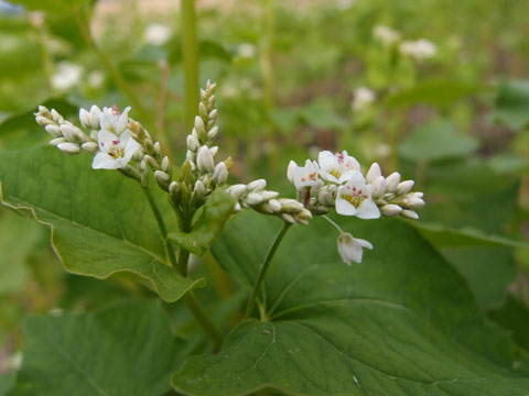 蕎麦の花