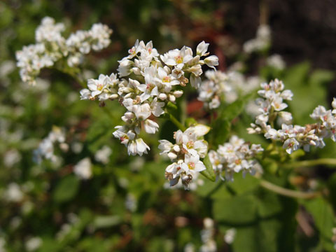 蕎麦の花