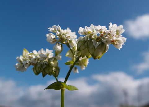 蕎麦の花